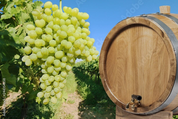 Fototapeta Vineyard with barrel. 