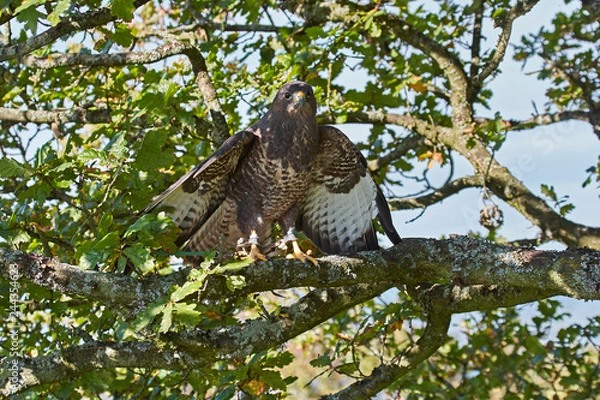 Obraz Common Buzzard