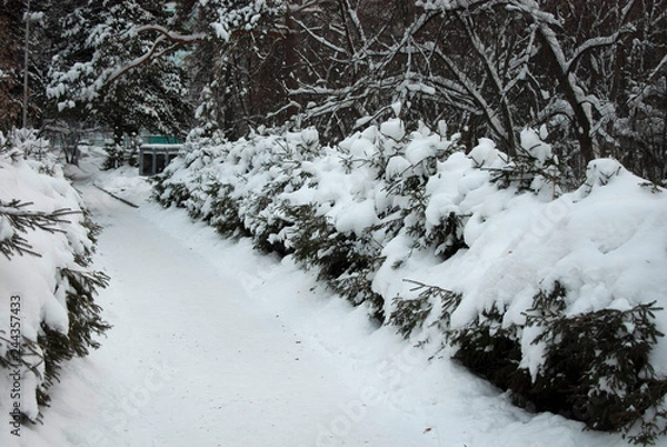 Obraz snow covered trees