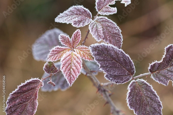 Obraz leaves covered by frost - macro selective focus