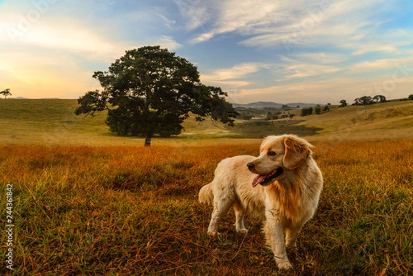 Obraz White Golden Retriever 