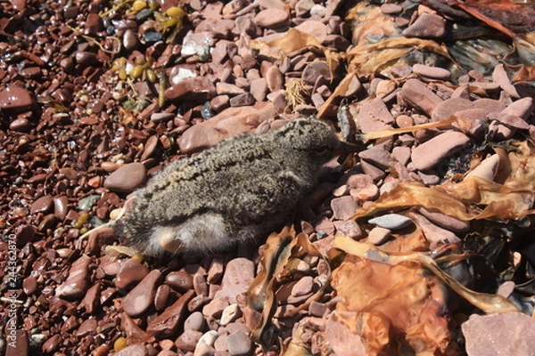 Obraz Птенец на морском побережье.