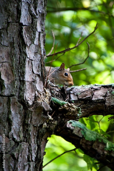 Fototapeta Squirrel Peeking Around Pine Tree