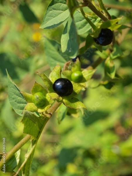 Obraz Tollkirsche - Belladonna atropa