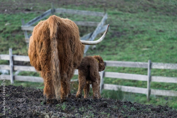 Obraz Hochlandrinder