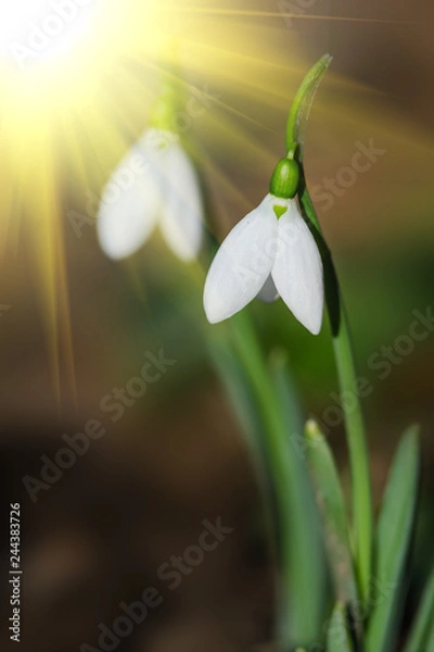 Obraz beautiful snowdrop background.