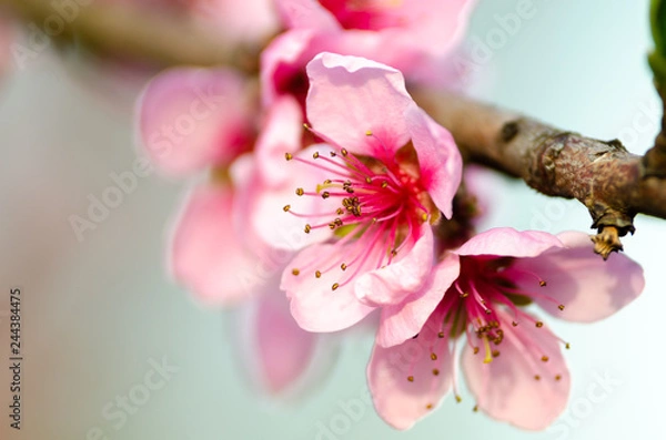 Obraz pink peach blossom