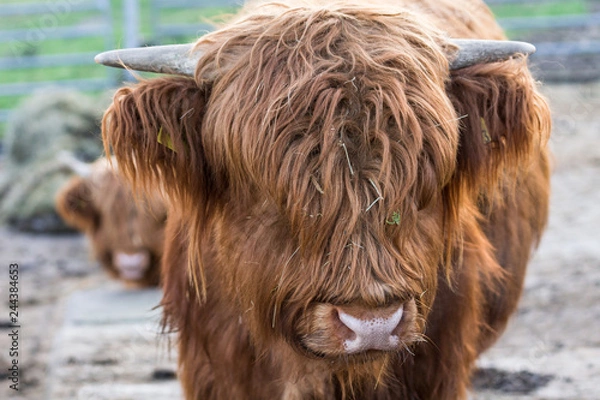 Obraz Schottisches Hochlandrind