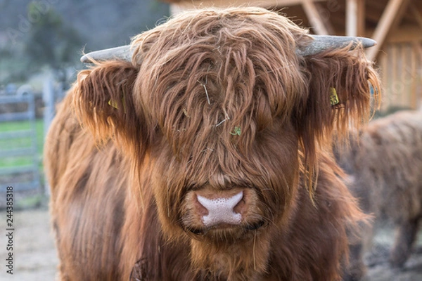Obraz Schottisches Hochlandrind