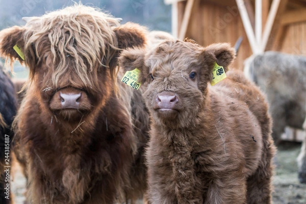Obraz Schottisches Hochlandrind