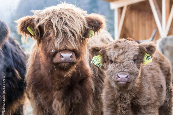 Obraz Schottisches Hochlandrind