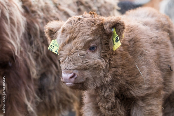 Obraz Schottisches Hochlandrind