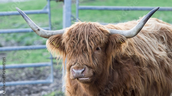 Obraz Schottisches Hochlandrind