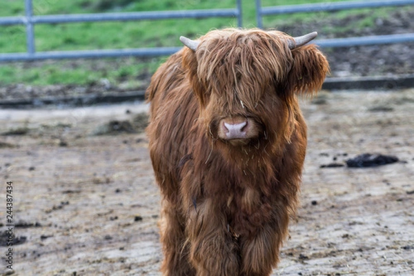 Obraz Schottisches Hochlandrind