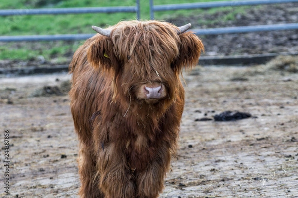 Obraz Schottisches Hochlandrind