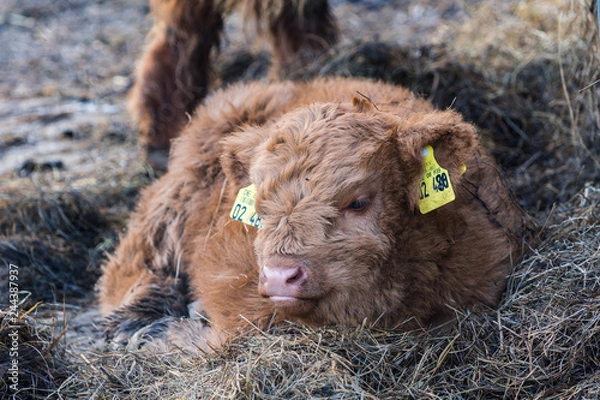 Obraz Schottisches Hochlandrind