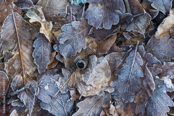 Obraz gefrorene Blätter