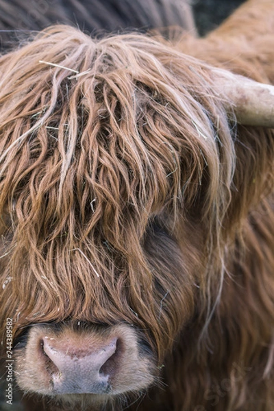 Obraz Schottisches Hochlandrind