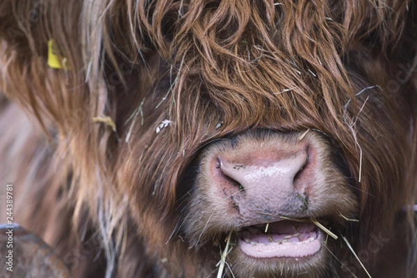 Obraz Schottisches Hochlandrind