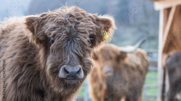 Obraz Schottisches Hochlandrind