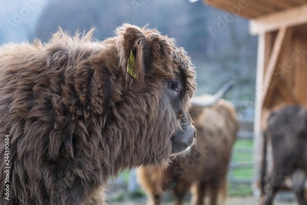 Obraz Kalb Hochlandrind