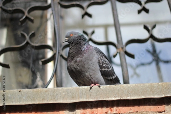 Obraz sparrow on fence