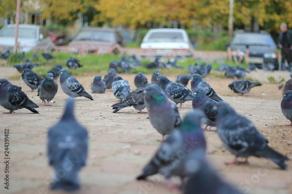 Obraz pigeons in park