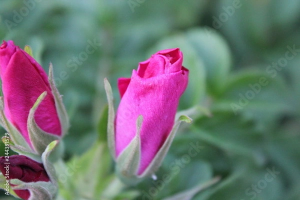 Fototapeta red rose in garden