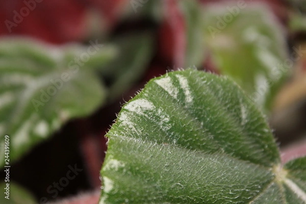 Fototapeta flower leaf