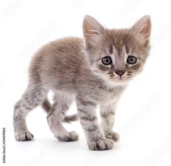 Fototapeta Small gray kitten.