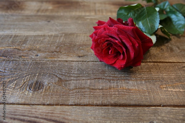 Fototapeta red rose for a gift on a wood with copy space for text