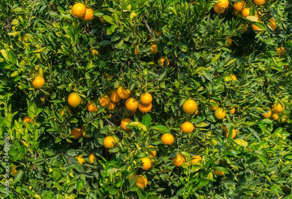 Fototapeta Orange tree