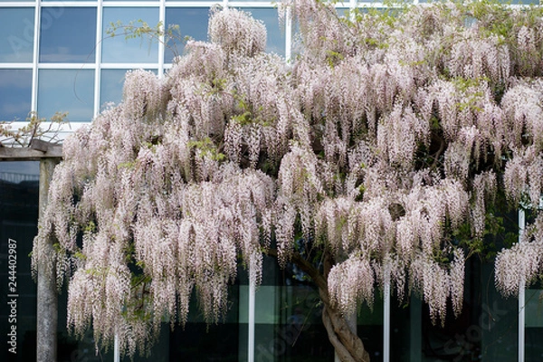 Obraz beautiful Wisteria tree