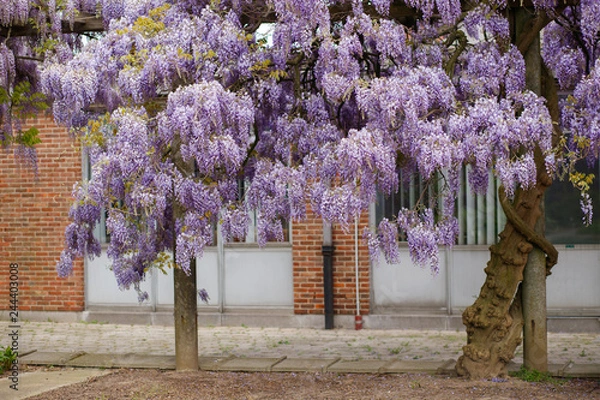 Obraz beautiful Wisteria tree