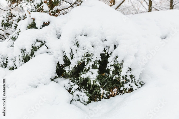Fototapeta snow covered pine tree