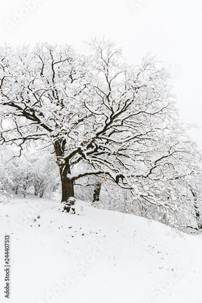 Fototapeta snow covered tree