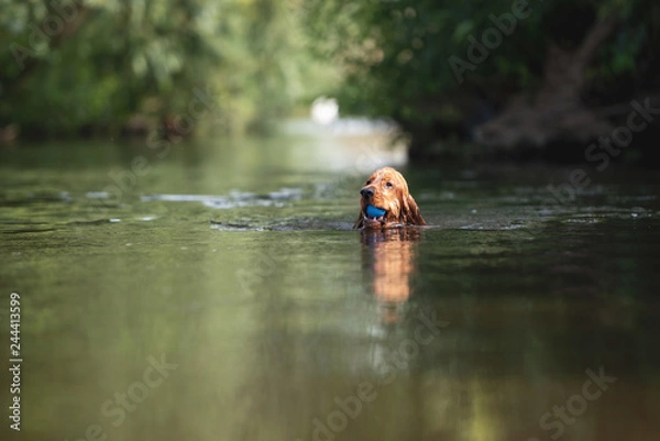 Obraz 15 Month Old Cocker Spaniel Playing in River