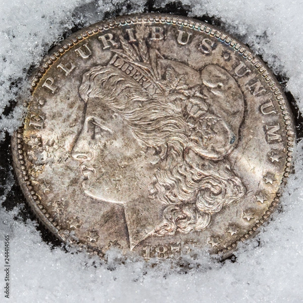 Fototapeta Silver Dollar on Snow