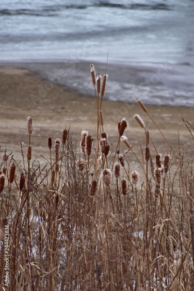 Obraz 綿のような冬のガマの穂