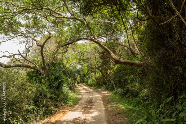 Obraz W dżungli parku mokradeł St. Lucia