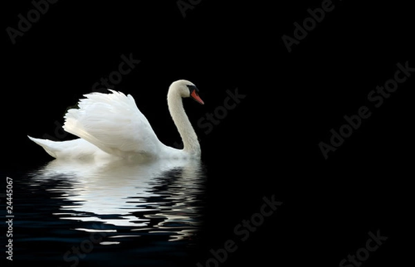 Obraz swan