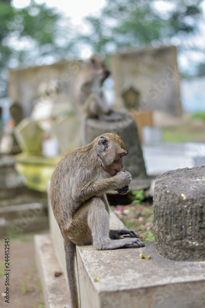 Obraz Macaca fascicularis