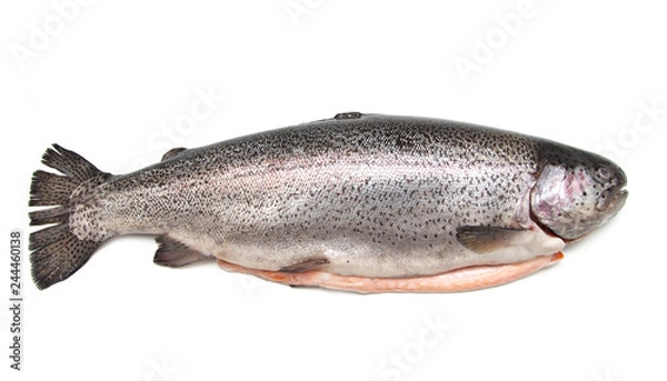 Obraz fresh trout fish on white background