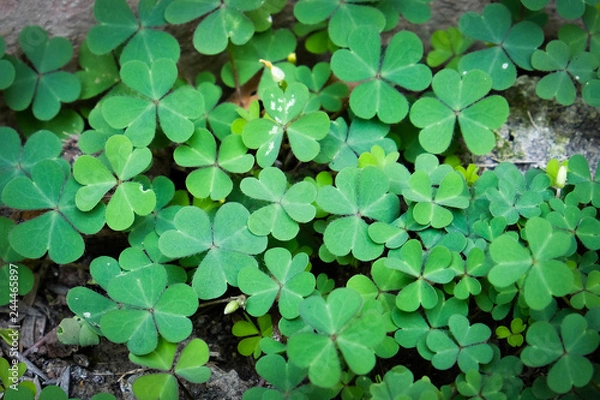 Fototapeta Green clover leaf isolated on white background. with three-leaved shamrocks. St. Patrick's day holiday symbol.