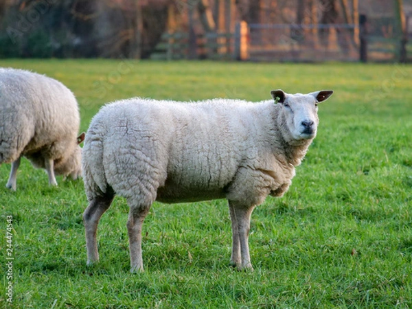 Fototapeta Sheep sideview in winter fur
