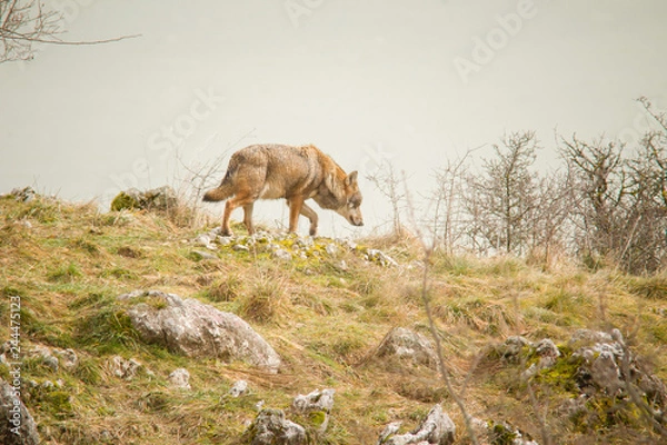 Obraz parco nazionale d'Abruzzo
