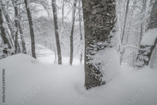 Fototapeta parco nazionale d'Abruzzo