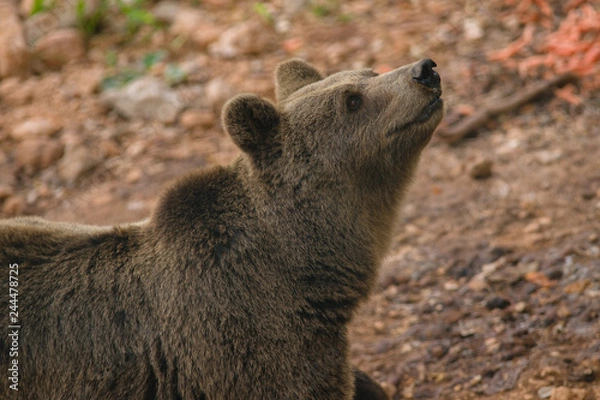 Obraz parco nazionale d'Abruzzo