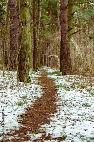 Fototapeta forest path