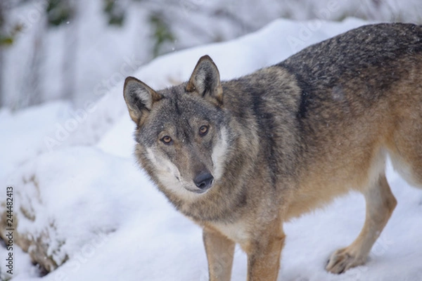 Obraz parco nazionale d'Abruzzo
